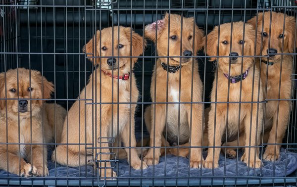 Découvrez les meilleures croquettes pour chien fabriquées en france