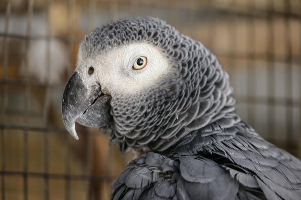 Deuil schnauzer nain : accompagner son compagnon avec amour
