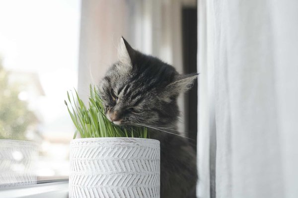 Quels sont les bienfaits de l'herbe à chat pour la santé de votre félin ?