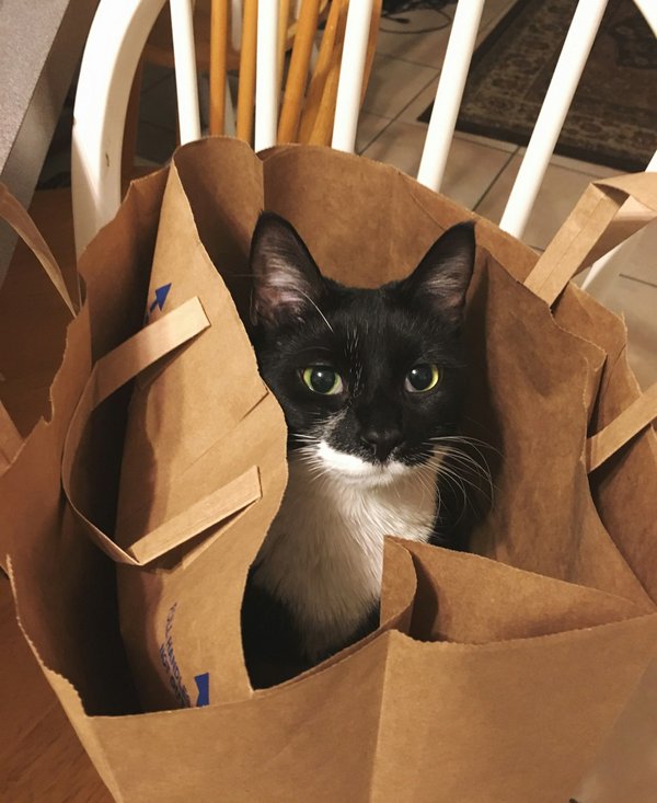 Sac transport chat : confort et sécurité pour vos voyages